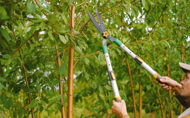 Tree trimming in Dewar, IA